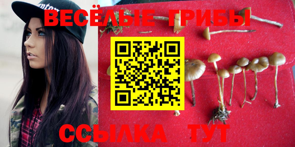 сколько стоит  Вход с VPN  Курган  Псилоцибиновые грибы Magic Shrooms 